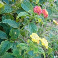 Lantana